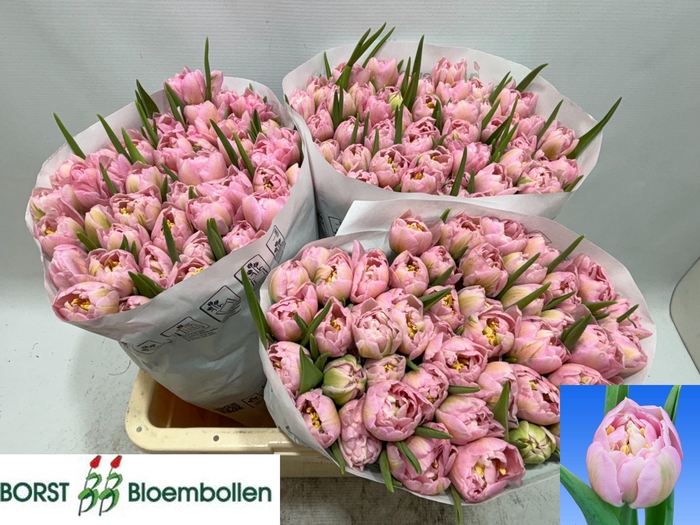 <h4>TU DU PESCARA</h4>