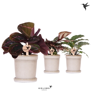 Kolibri Greens Calathea mix in Flower pot sand