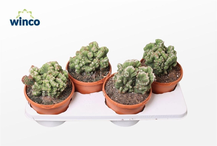 <h4>Cereus Peruvianus Monstruoza Cristata</h4>