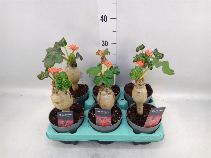<h4>Jatropha podagrica</h4>