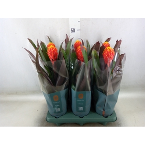 Guzmania  'Tala'