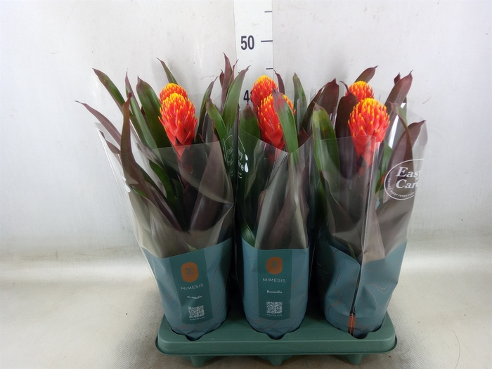 <h4>Guzmania  'Tala'</h4>