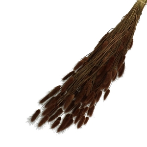 Droogbloem Lagurus 65cm 100g