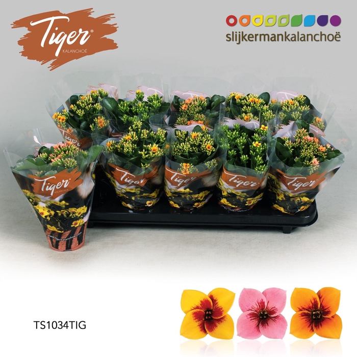 <h4>Kalanchoe Tiger Single</h4>