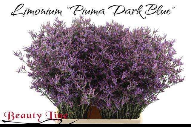 <h4>LIM PIUMA DARK BLUE</h4>