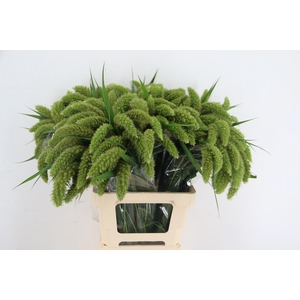 SETARIA ITALICA