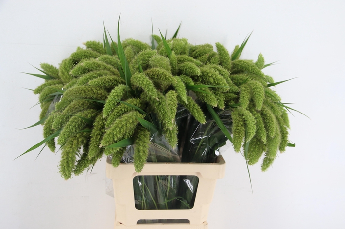 SETARIA ITALICA