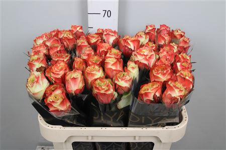 <h4>R Gr Adventure</h4>