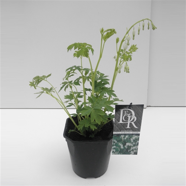 <h4>Dicentra spect. Alba</h4>