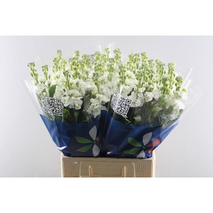 Matth Iron White (wit)