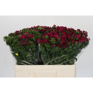 Dianthus Br Amazon Neon Cherry