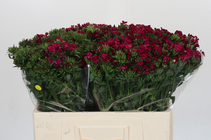 <h4>Dianthus Br Amazon Neon Cherry</h4>