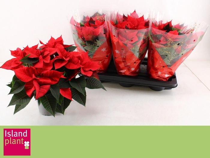 <h4>EUPHOR P CHR UNIVERS</h4>