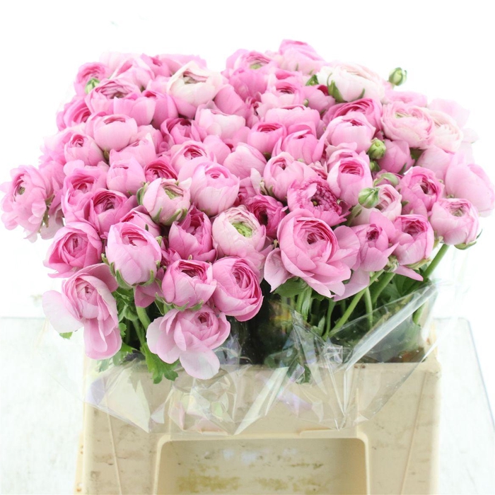 <h4>Ran El Pink Extra</h4>