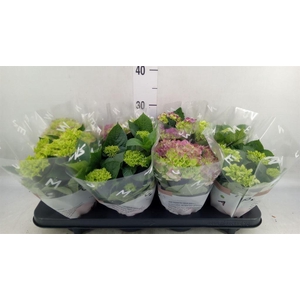 Hydrangea mac.   ...mix