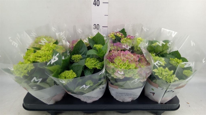 <h4>Hydrangea mac.   ...mix</h4>