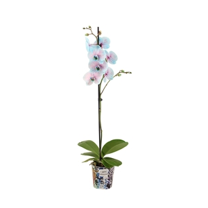 Potcover I Am Coloured Phal I Am Bubblegum 1T9+ (24u levertijd)