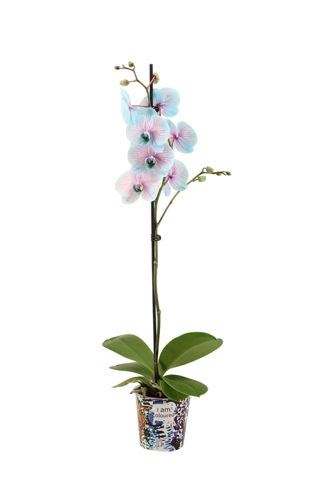 <h4>Potcover I Am Coloured Phal I Am Bubblegum 1T9+ (24u levertijd)</h4>