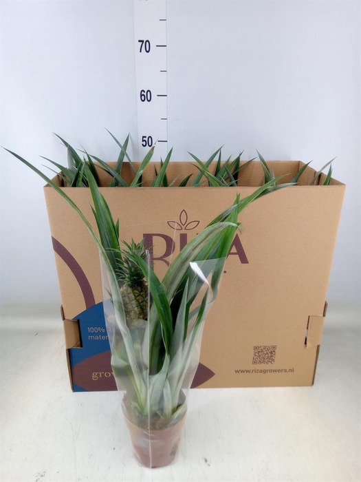 <h4>Ananas  'Mi Amigo'</h4>