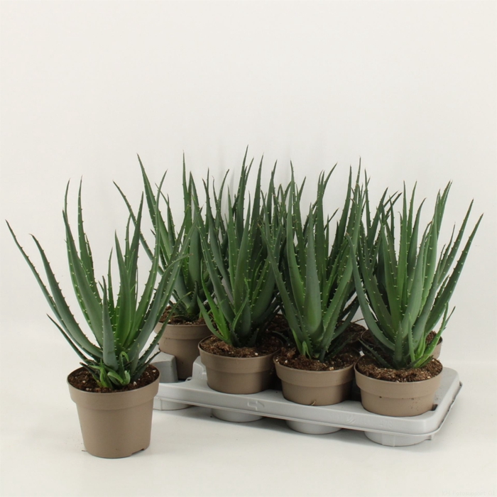 <h4>Aloe arborescens</h4>