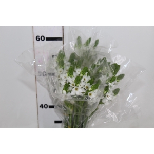 ORNIT. MOUNT EVEREST