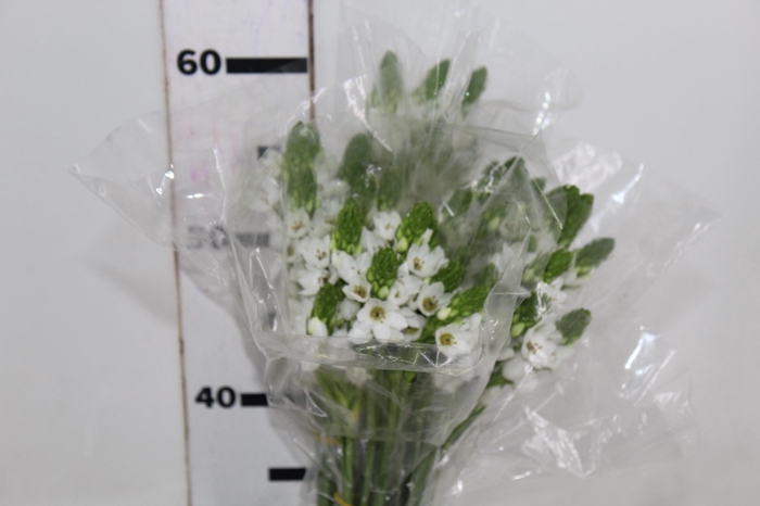 <h4>ORNIT. MOUNT EVEREST</h4>