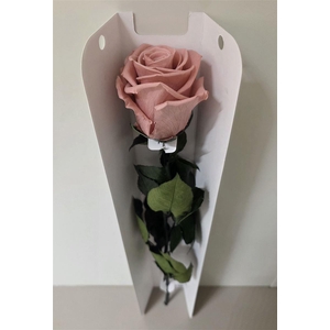 Ro Pres Stem 50cm Pink Dusty