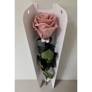 Ro Pres Stem 50cm Pink Dusty