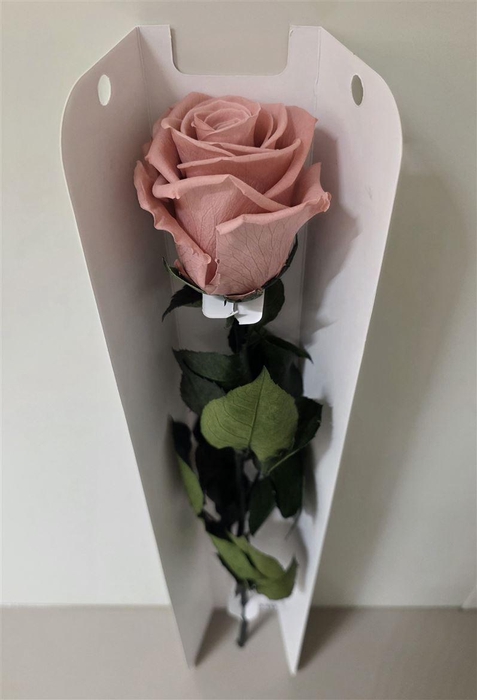 Ro Pres Stem 50cm Pink Dusty