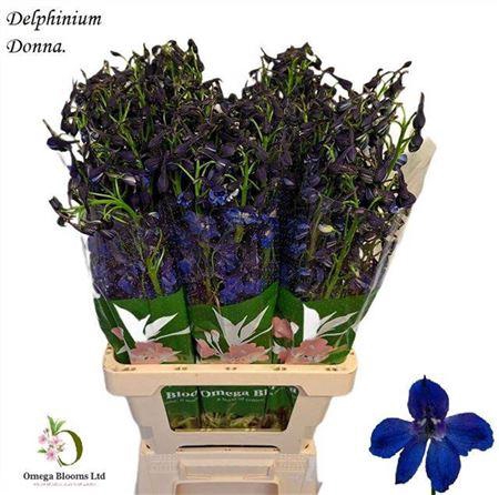 <h4>Delph En Donna</h4>