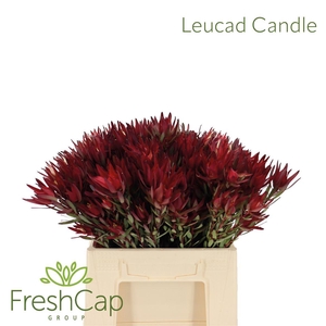 Leucad Candle