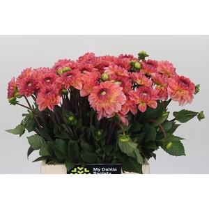 Dahlia Chanel