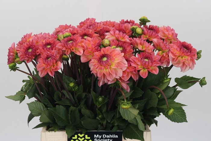 <h4>Dahlia Chanel</h4>