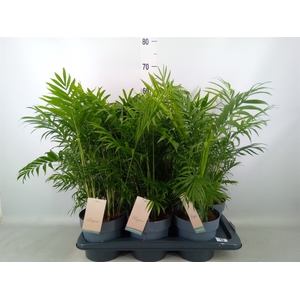 Chamaedorea elegans