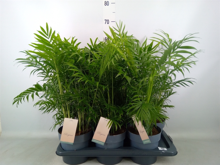 <h4>Chamaedorea elegans</h4>