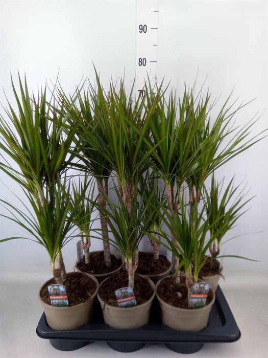 <h4>Dracaena marg.</h4>