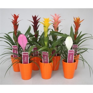 Bromelia gemengd in oranje ribbel keramiek