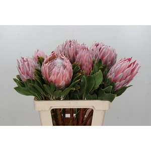 Protea Cynaroides Madiba