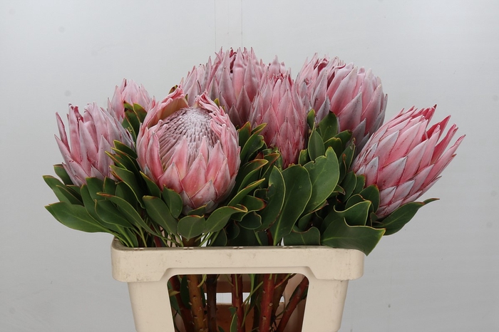 Protea Cynaroides Madiba