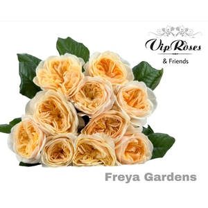 R Gr Freya Gardens!