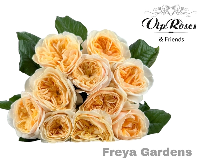 <h4>R Gr Freya Gardens!</h4>