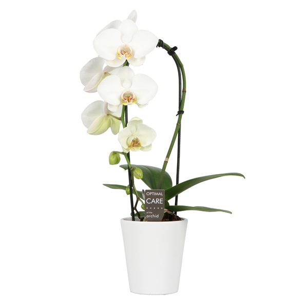 <h4>Cascade P9 White 1 spike in Donna White</h4>