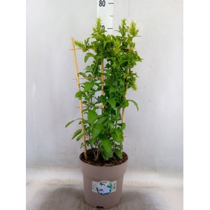 Plumbago auriculata