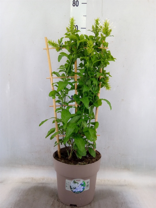 <h4>Plumbago auriculata</h4>