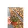 SEMPERVIVUM-HYBRID P12 Z. ETIKET