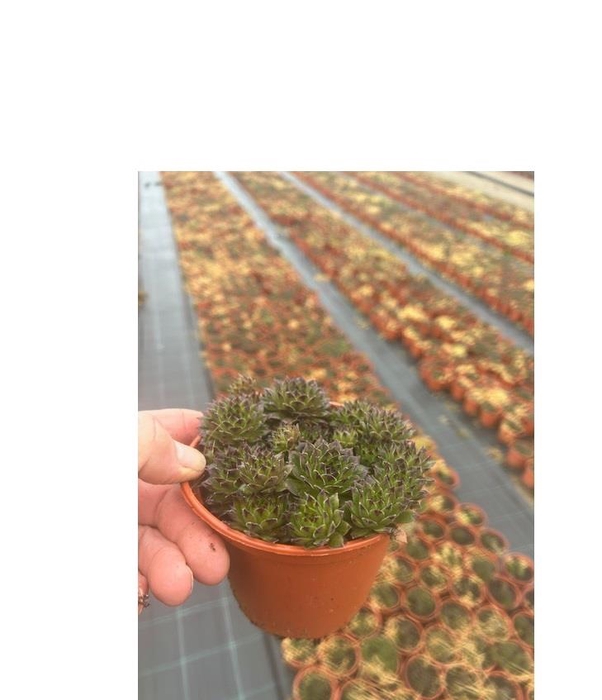 <h4>SEMPERVIVUM-HYBRID P12 Z. ETIKET</h4>