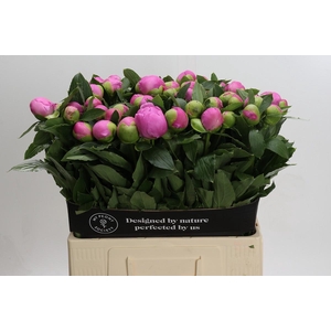 Paeonia Monsieur Jules Elie