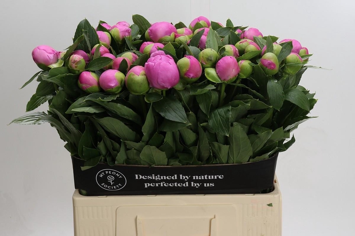 <h4>Paeonia Monsieur Jules Elie</h4>