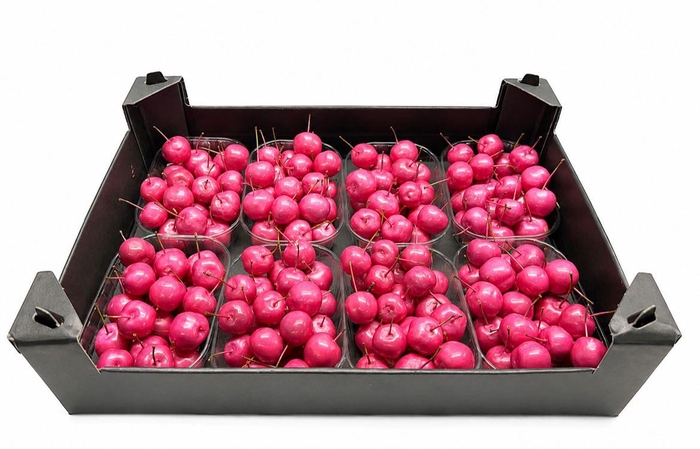 <h4>Waxmalus Fuchsia</h4>