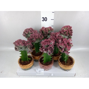 Euphorbia lactea 'Cristata'